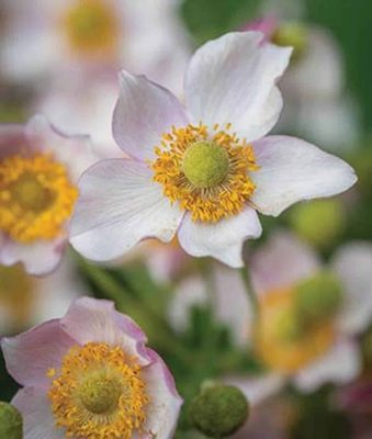 Japanese Anemone 'Leather and Lace'