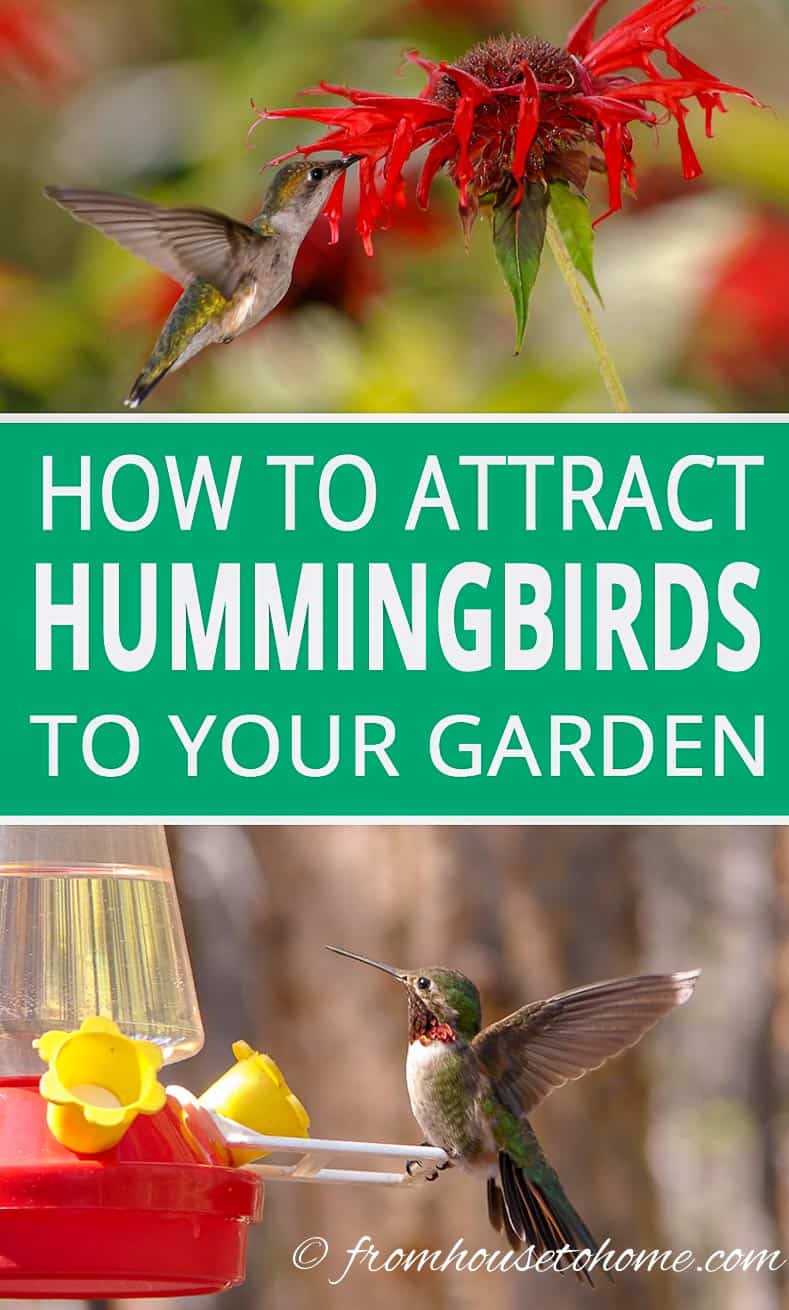 How to attract hummingbirds to your home