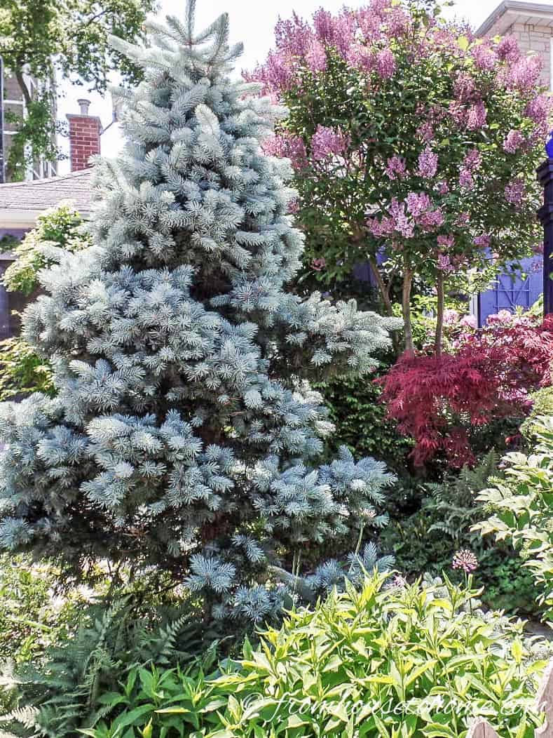 'Hoopsii' blue spruce is a smaller variety that is perfect as a backyard tree for privacy