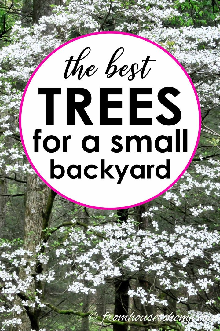 Best backyard trees