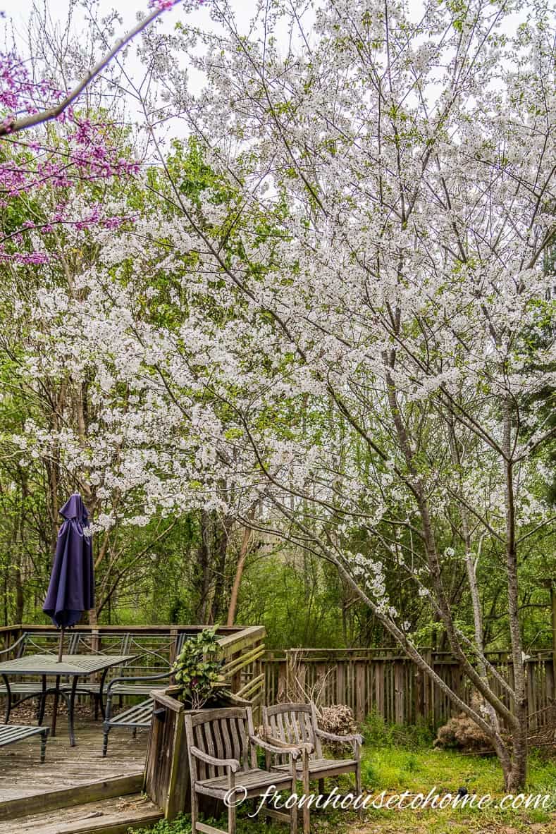 Japanese Cherry trees provides shade and beauty in the backyard