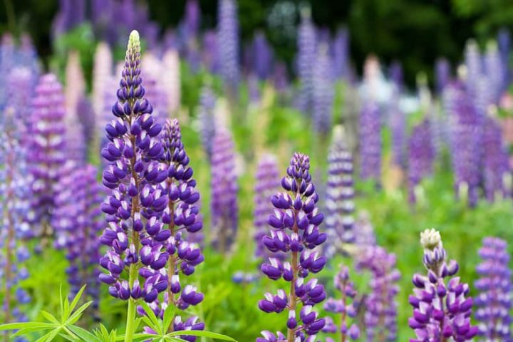 Lupines blooming in a field