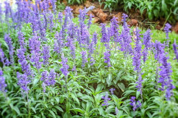 Annual salvia in bloom