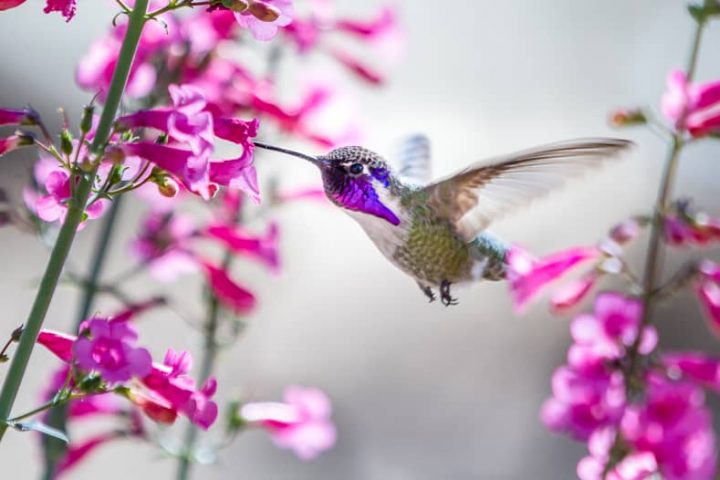 Costa's Hummingbird with penstemon