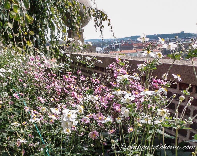 Japanese Anemones as a border