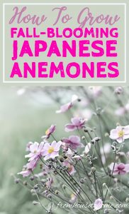 how to grow fall-blooming Japanese Anemones