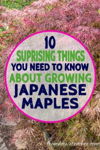 10 Things To Know About Growing Beautiful Japanese Maples