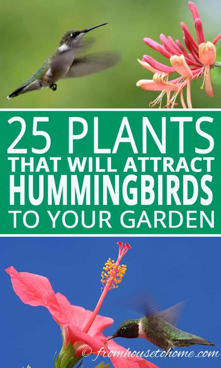 Hummingbird plants: 25+ best flowers that attract hummingbirds to your garden