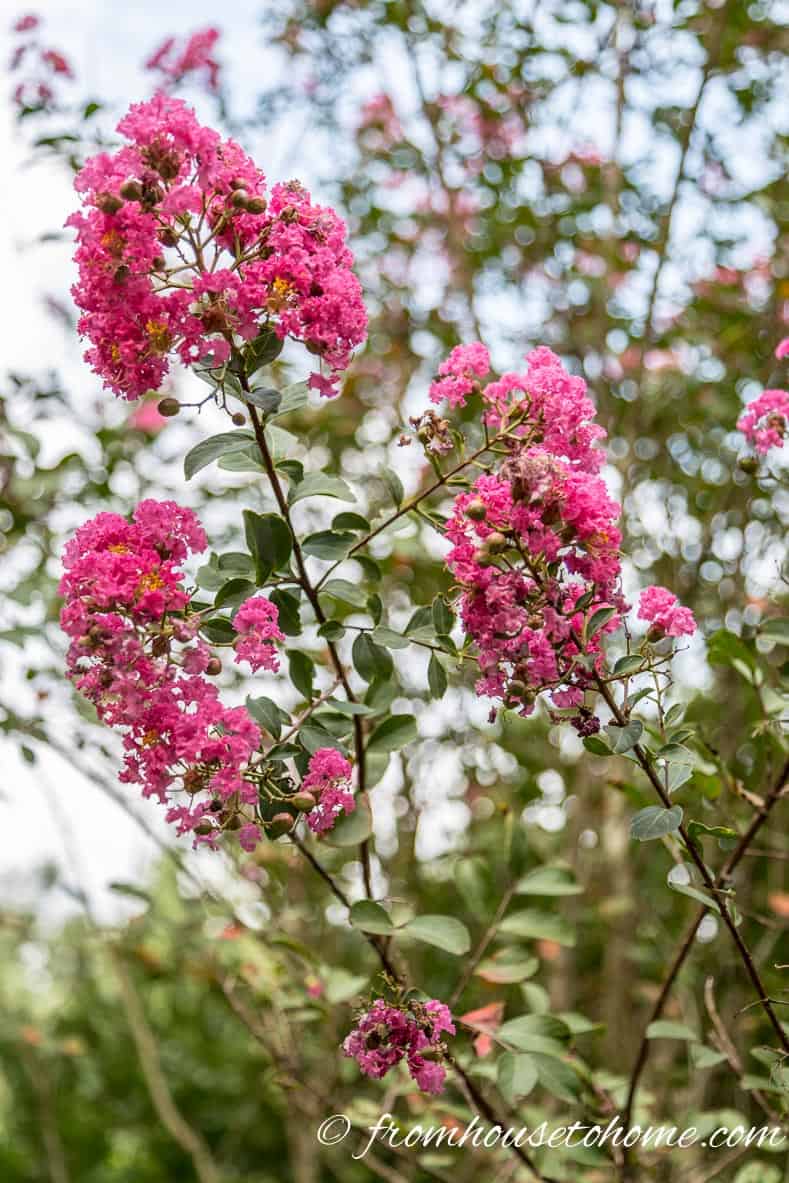 Crepe Myrtle blooms in late summer