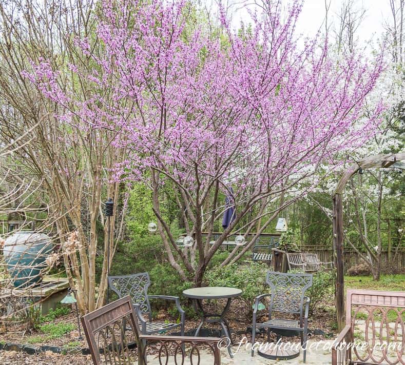Redbud is a good size for a backyard tree and has pretty pink flowers in the spring