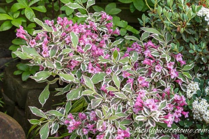 Variegated Weigela with pink flowers
