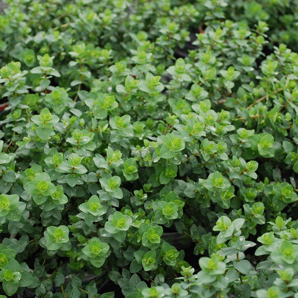 Oregano is one of the best herbs to grow