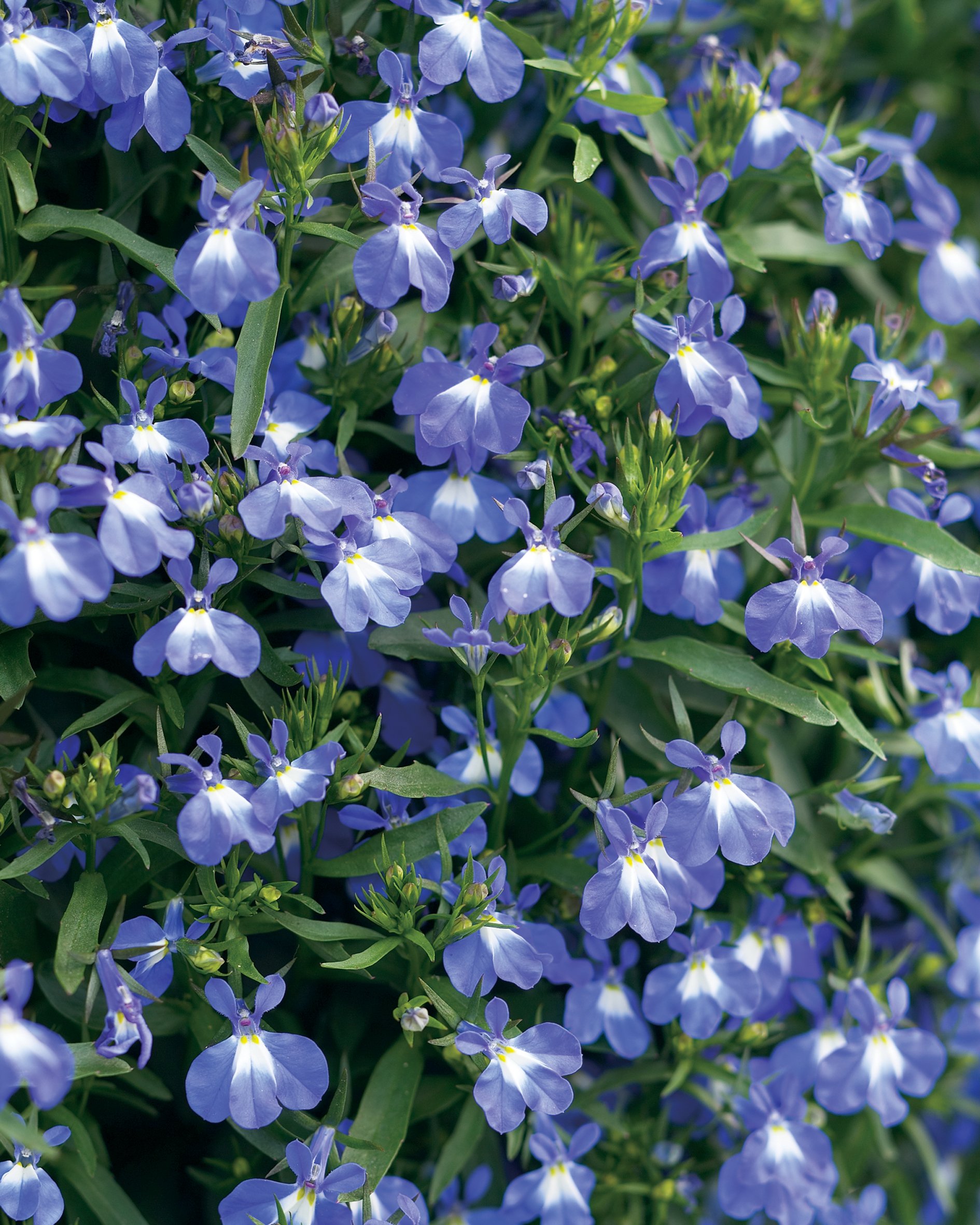 10 Best Blue Plants For Containers In The Shade