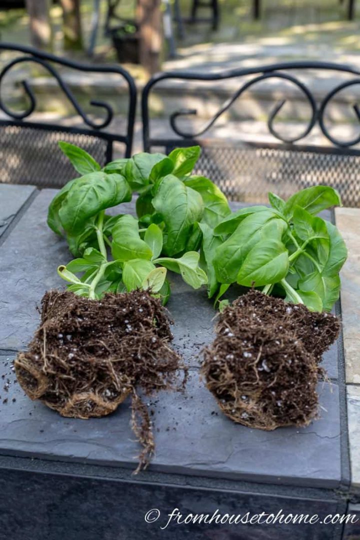 Split basil to get more herbs to grow