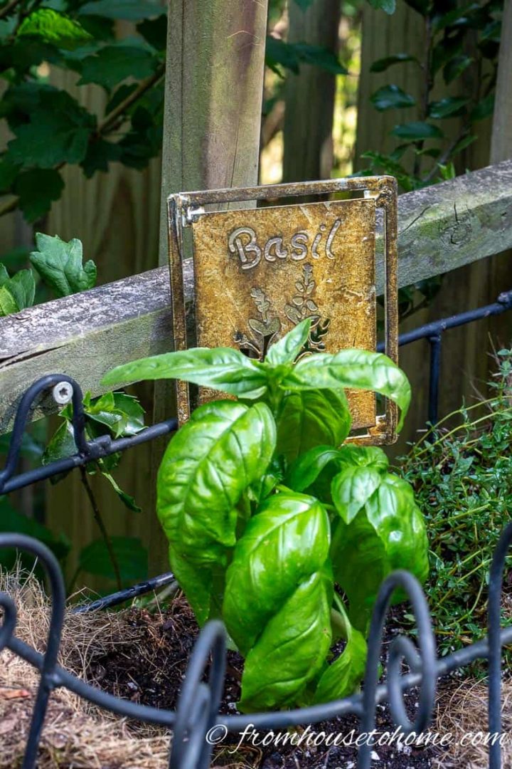 Basil is one of the easy herbs to grow