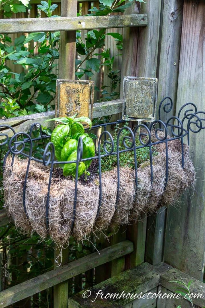Easy to grow herbs in a planter