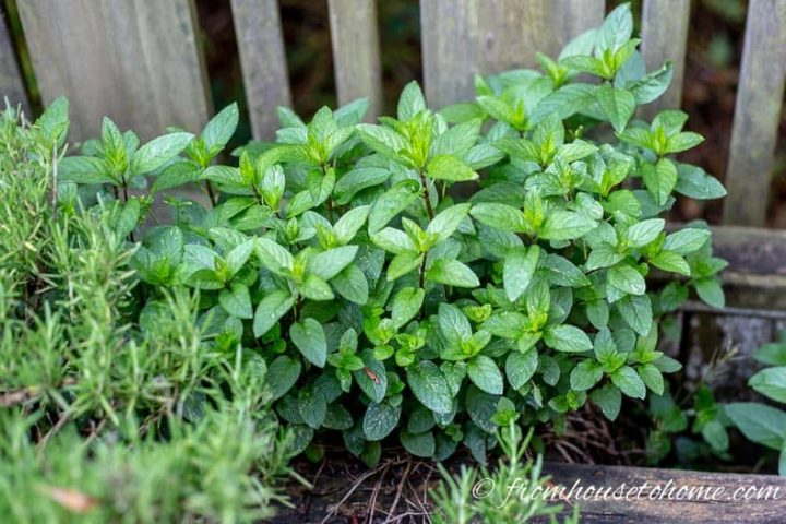 Mint growing in a herb garden