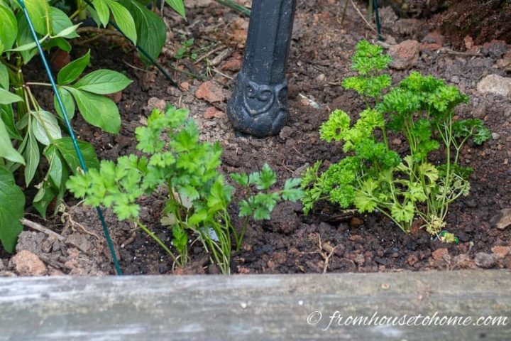 Flat leaf and curly leaf parsley are easy to grow herbs