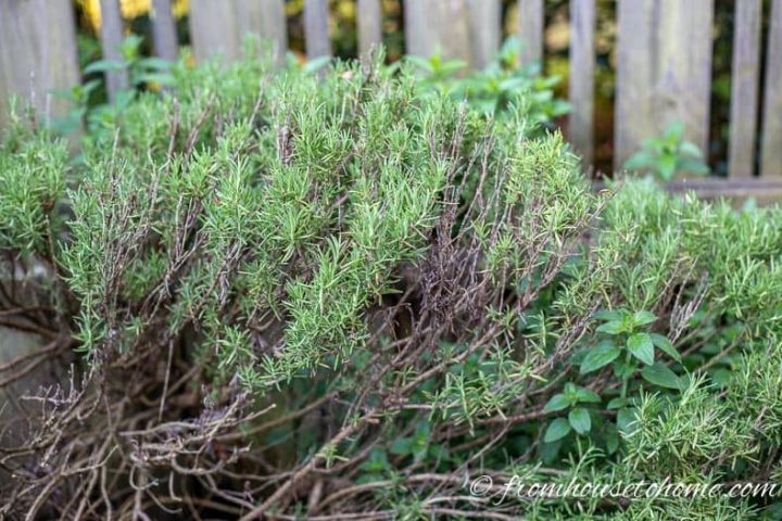 Rosemary is an easy herb to grow in the garden