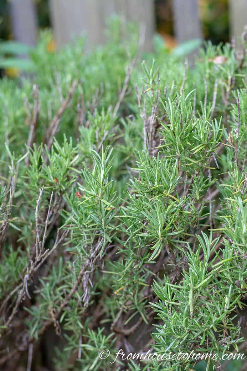 Rosemary is one of the best herbs to grow
