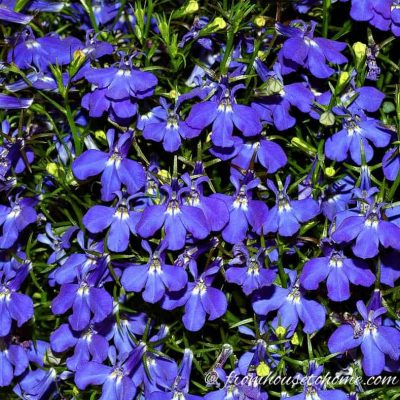 blue trailing lobelia flowers