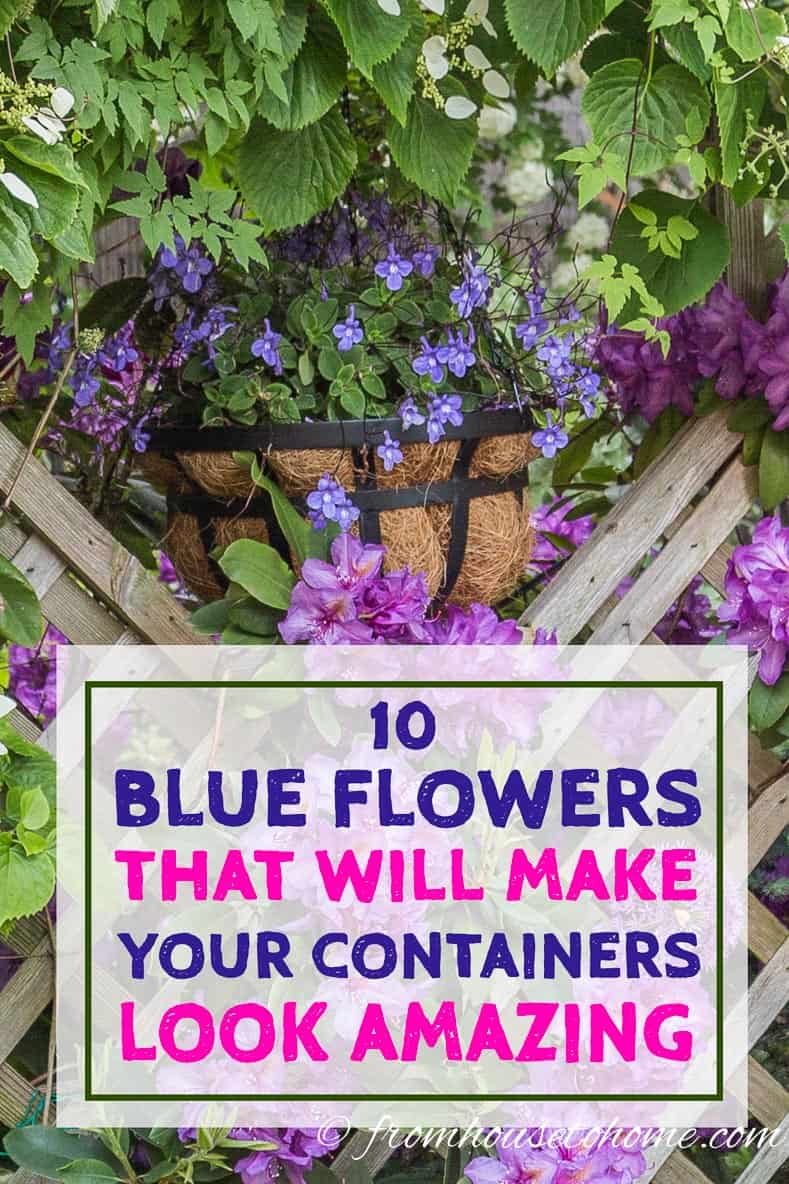10 blue flowering annuals that will make your containers look amazing