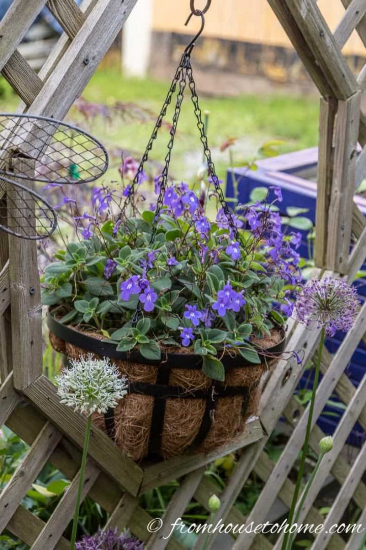 hanging basket filled with blue flowers