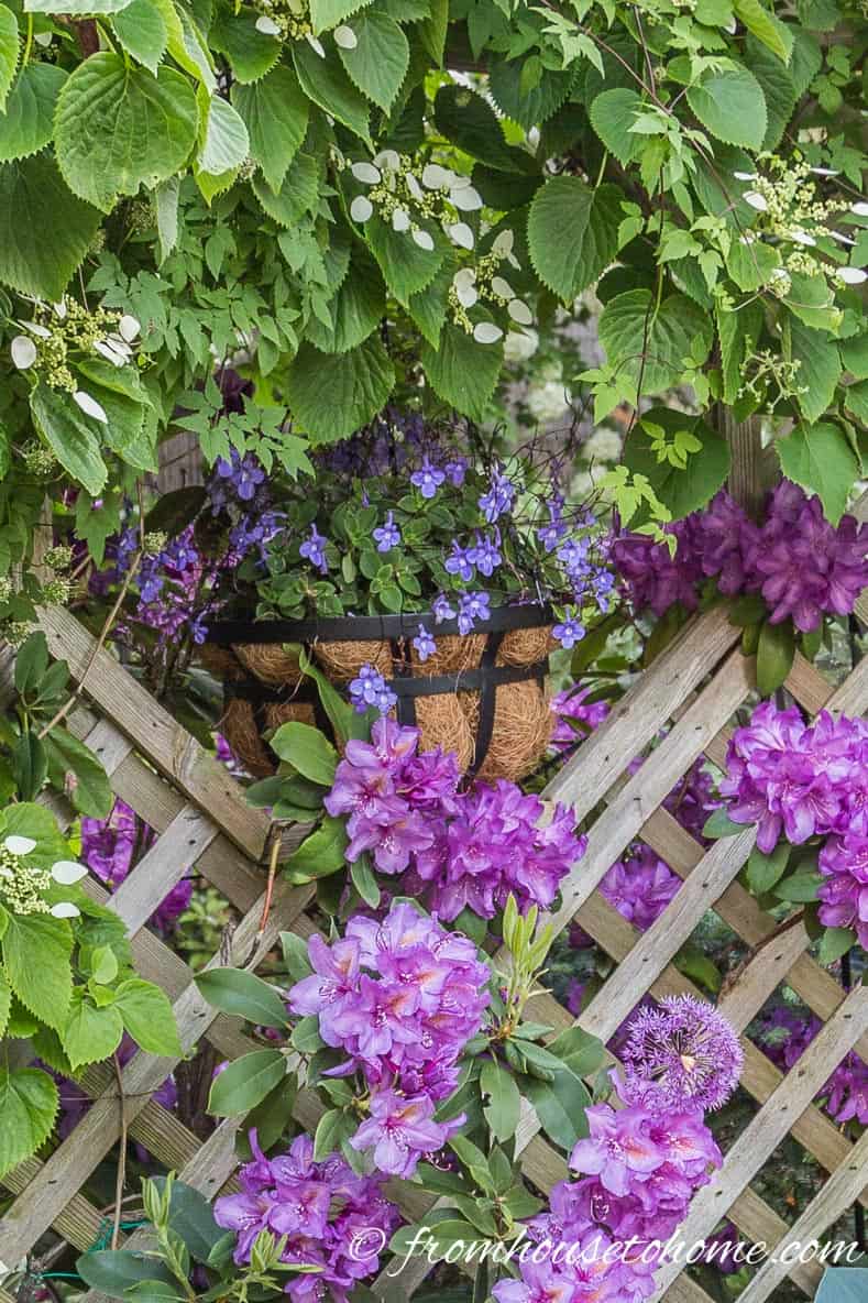Streptocarpella in a hanging basket hung in a hole in the fence surrounded by Rhododendrons and Climbing Hydrangea
