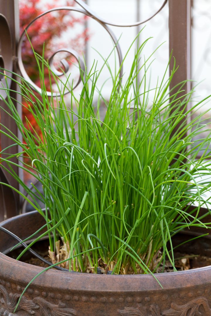 Chives growing in a pot