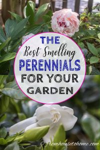 Best smelling perennials for your garden
