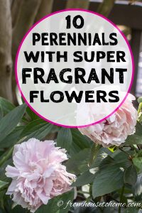 Perennials with super fragrant flowers