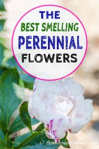 Best smelling perennial flowers