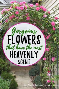 Gorgeous flowers that have the most heavenly scent