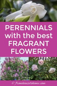 Perennials with the best fragrant flowers