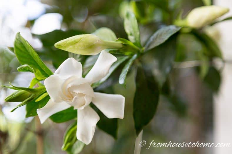 Gardenia 'Chuck Hayes' has flowers with beautiful perfume