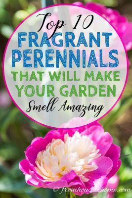 10 Beautiful Perennial Plants With The Most Fragrant Flowers