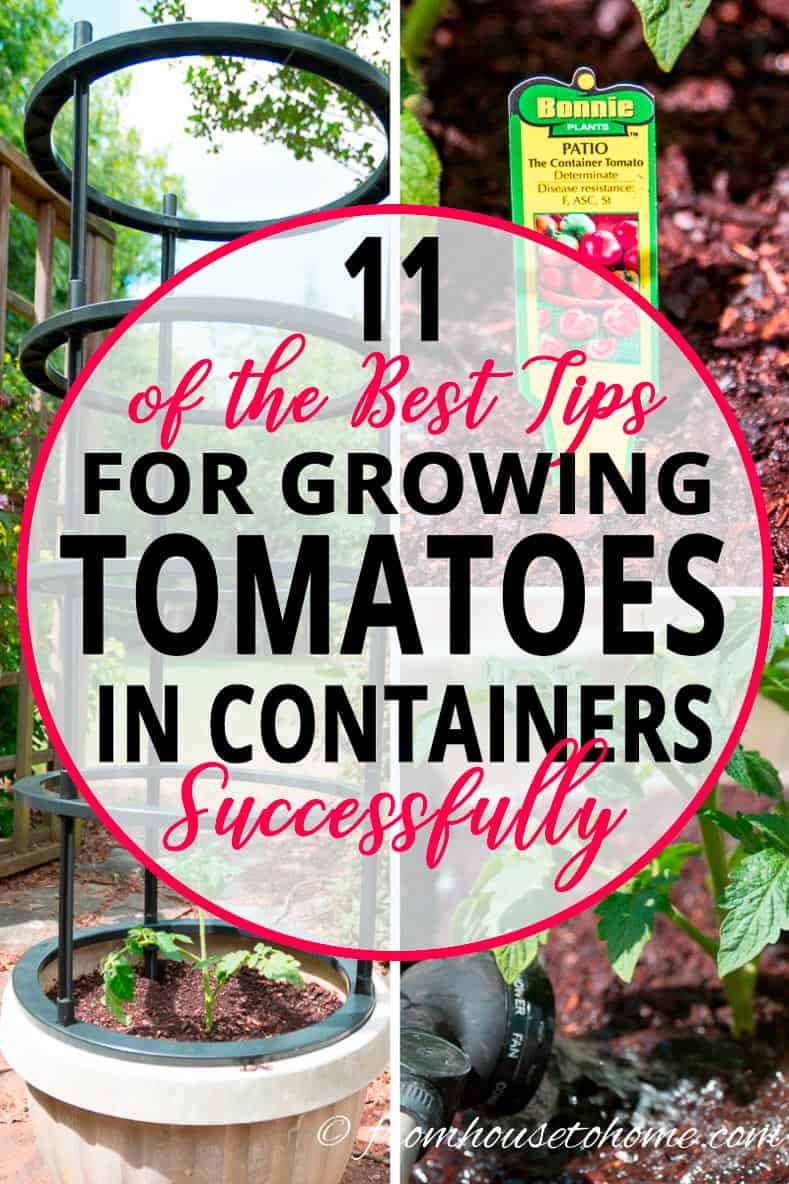 11 of the Best Tips For Growing Tomatoes In Containers With Success