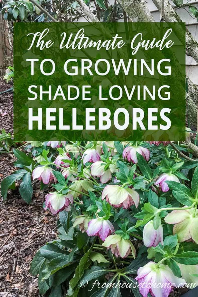 Hellebore Care And Planting Guide (How to Grow Lenten Rose)