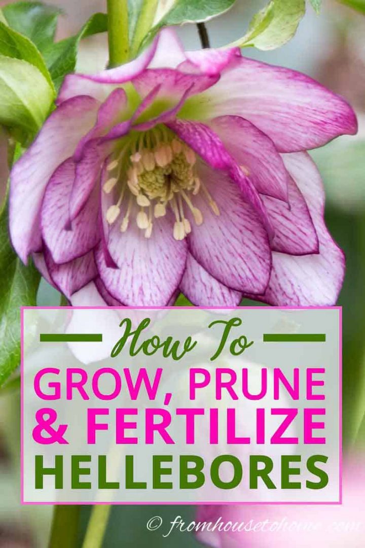 How to grow, prune & fertilize Hellebores