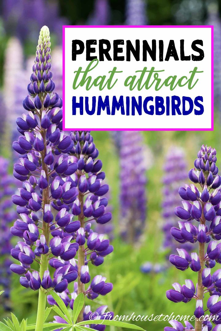 perennials that attract hummingbirds