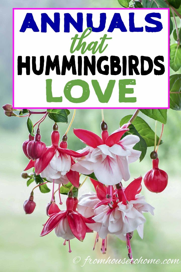 Annuals that hummingbirds love