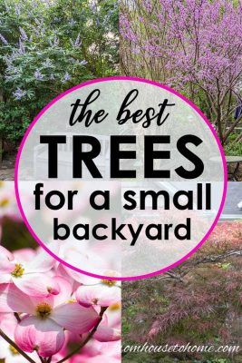 Best backyard shade trees