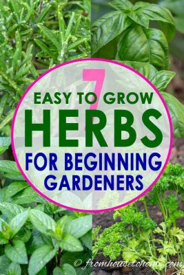 Best Easy To Grow Herbs For Your Garden