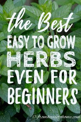 Best Herbs To Grow In Your Garden