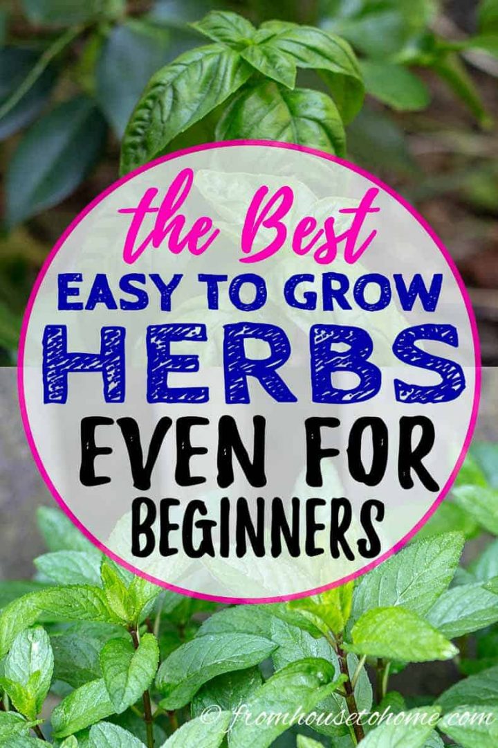 The best easy to grow herbs even for beginners