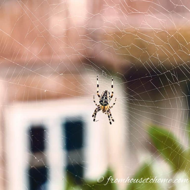 Keep Spiders Out: The Best Natural Way To Keep Spiders Out Of Patio Storage Boxes