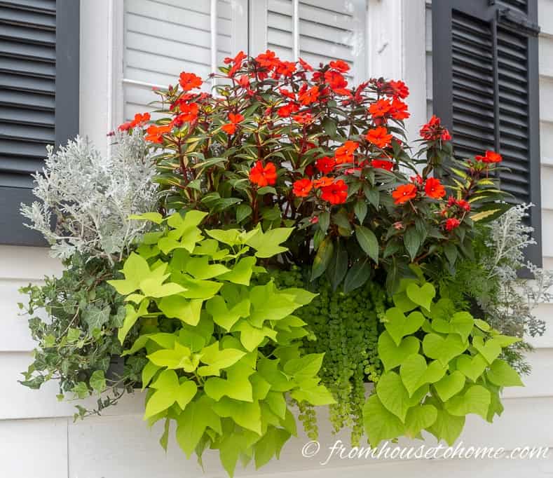 Flower box arrangement with red impatiens, dusty miller, sweet potato vine, creeping jenny and ivy