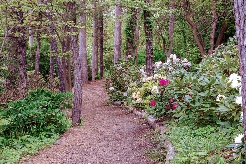 Mulch garden path in a shade garden