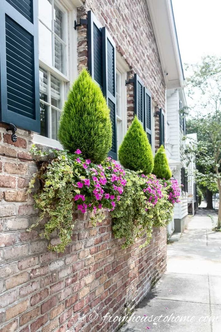 Window boxes with evergreens, ivy and impatiens