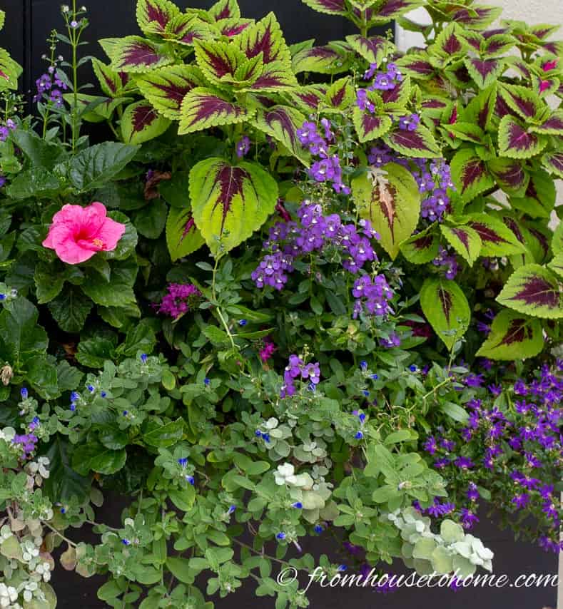Window box with lots of flowers
